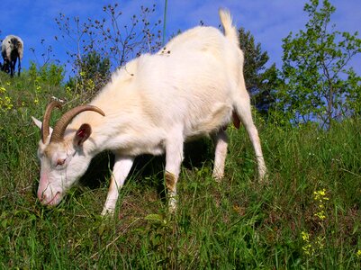 Goat animal feast photo