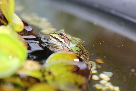 Amphibian animal pond
