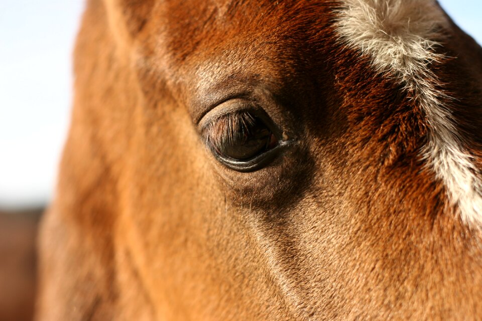 Eye equestrian equine