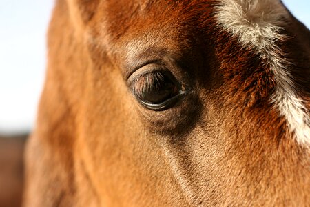 Eye equestrian equine