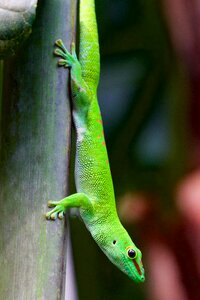 Animal lizard gecko photo