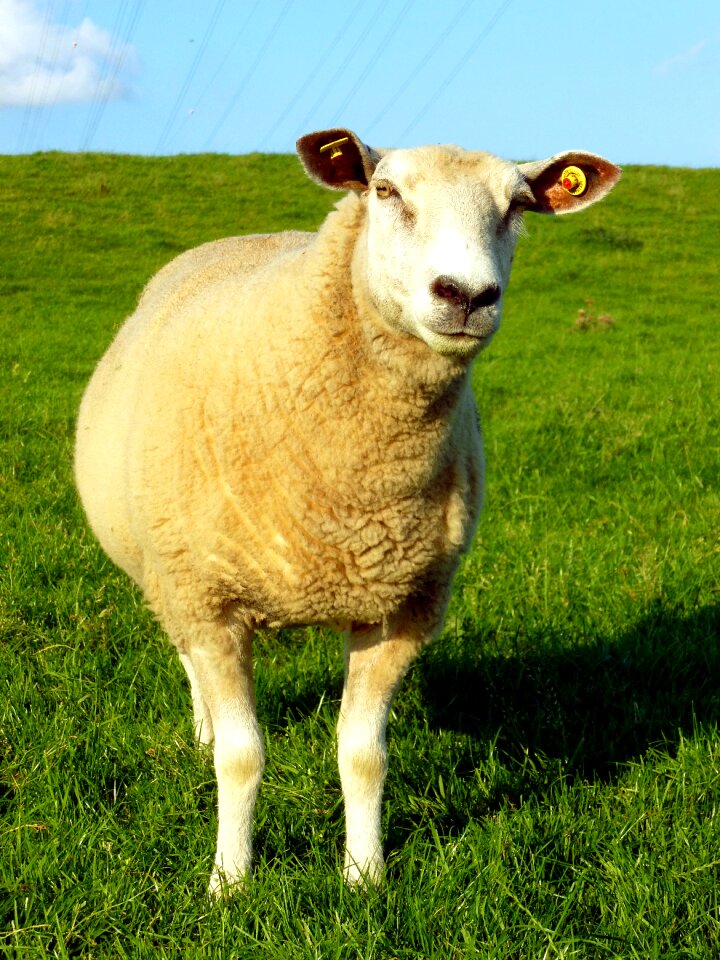 White sheep dike meadow