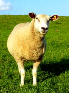 White sheep dike meadow photo