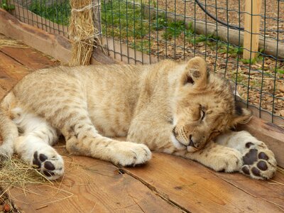 Cub zoo lion cub photo