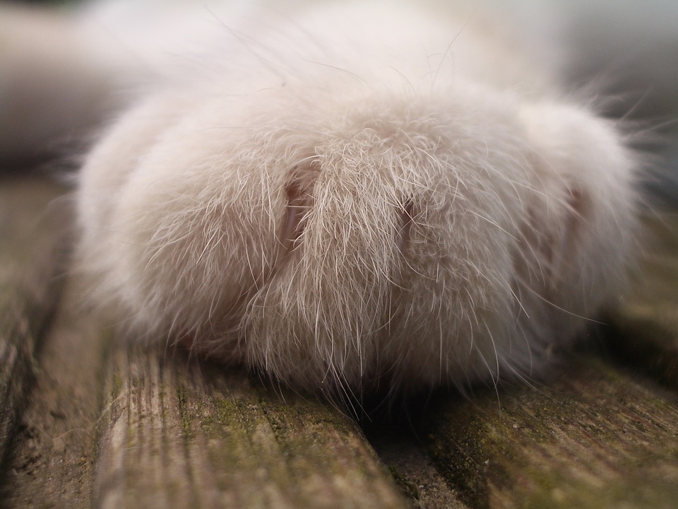 Cat paw pet