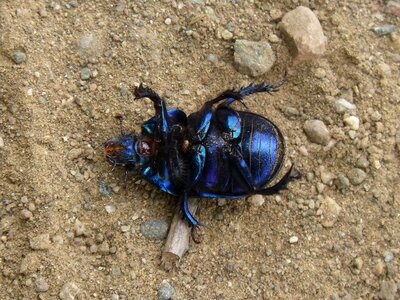 Iridescent bright dead