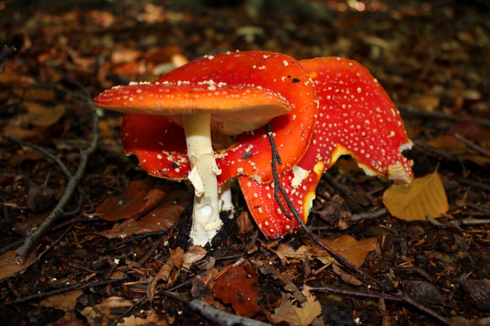 Mushroom autumn red