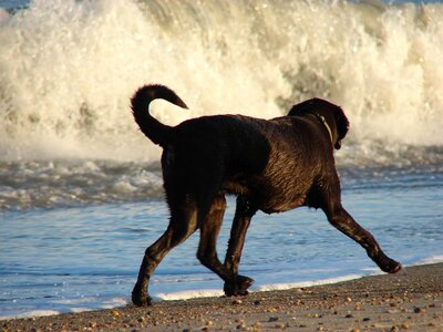 Beach labrador