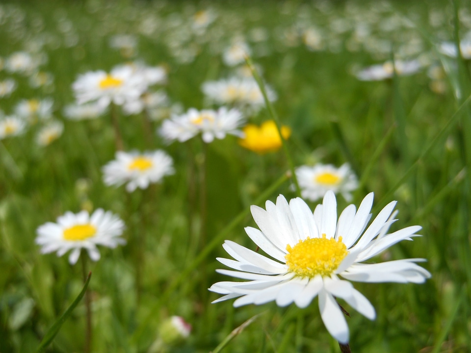 Macro white spring
