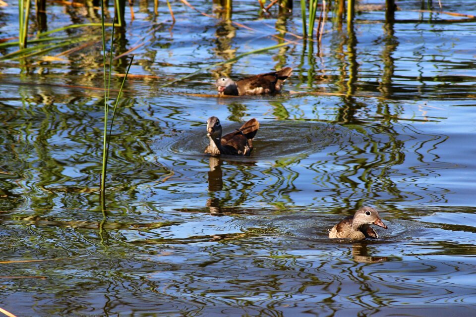 Water lake chicken