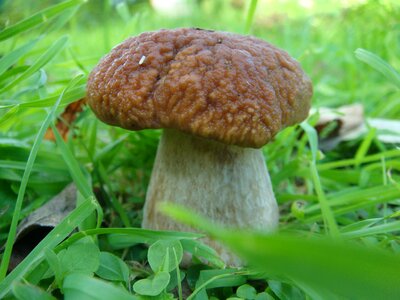 White mushroom nature edible mushrooms