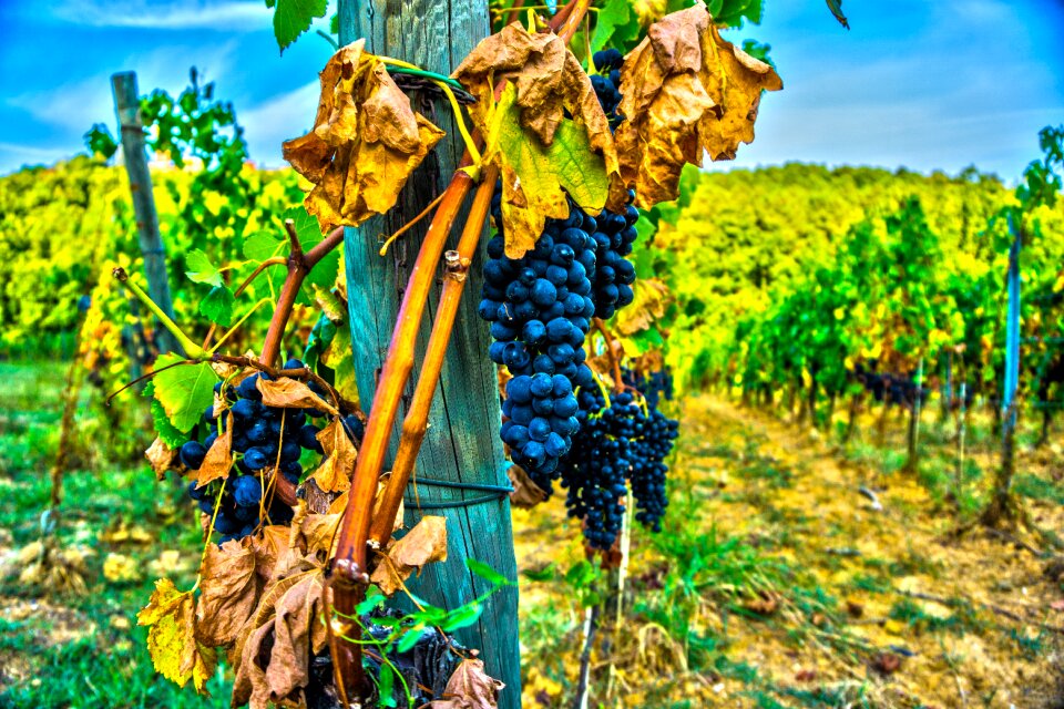 Vine red wine wine road