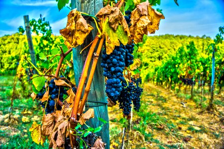 Vine red wine wine road
