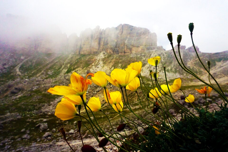 Alps dolomites nature