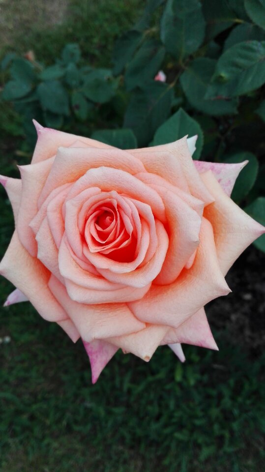 Rose flowers nature