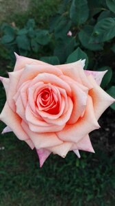 Rose flowers nature