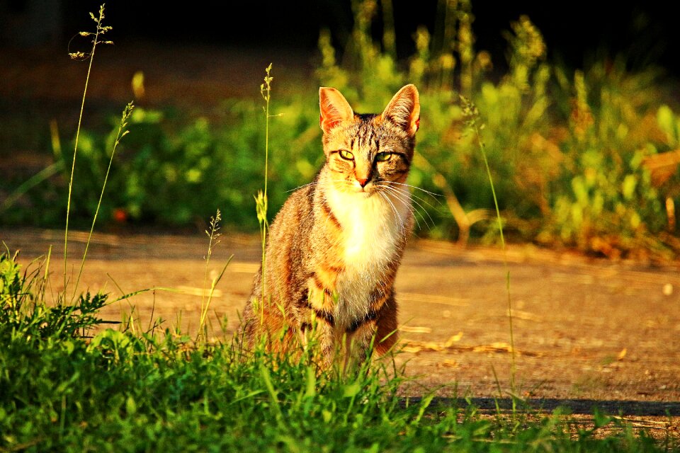 Mackerel tiger cat sun