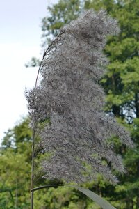 Bloom seeds flying seeds