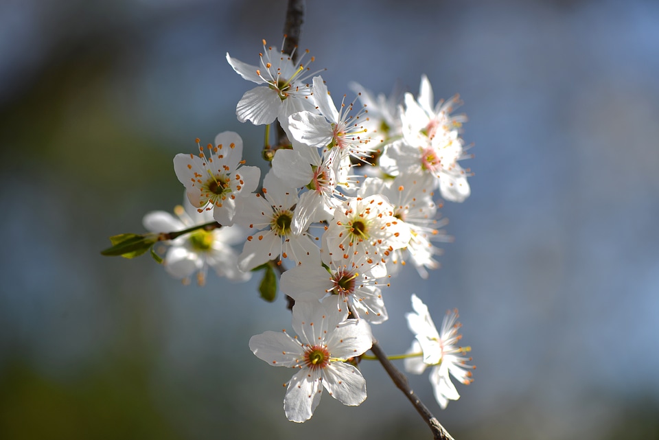 White fruit tree spring
