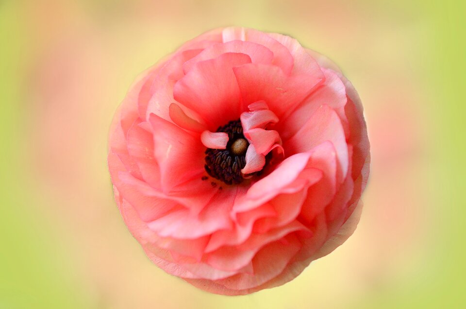 Flora petals cut flowers