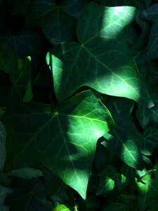 Ivy grass the vine