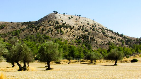 Summer nature meadow photo