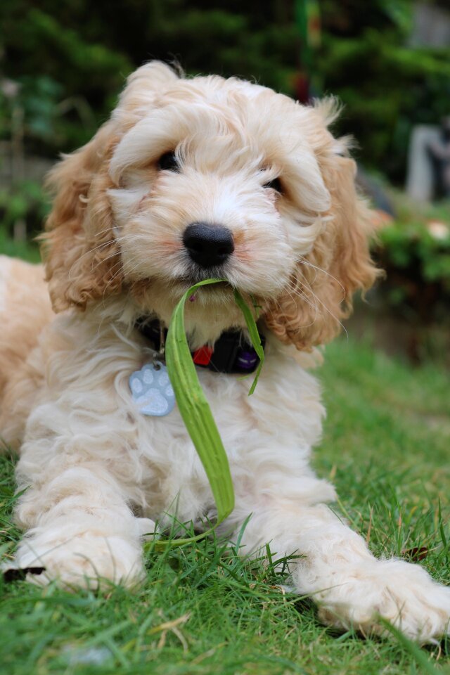 Coker spaniel poodle play