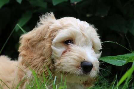 Coker spaniel poodle play photo