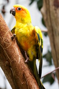 Animal bird parrot photo