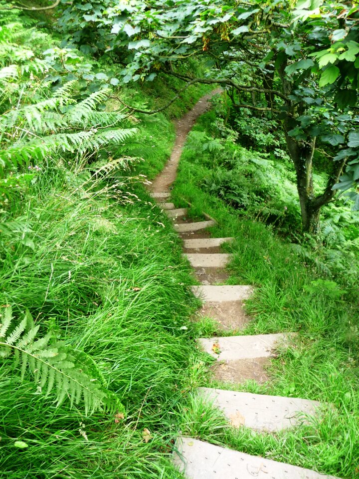 Forest nature hiking