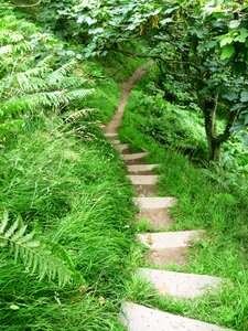 Forest nature hiking