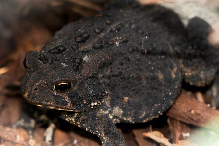 Toad amphibian garden photo