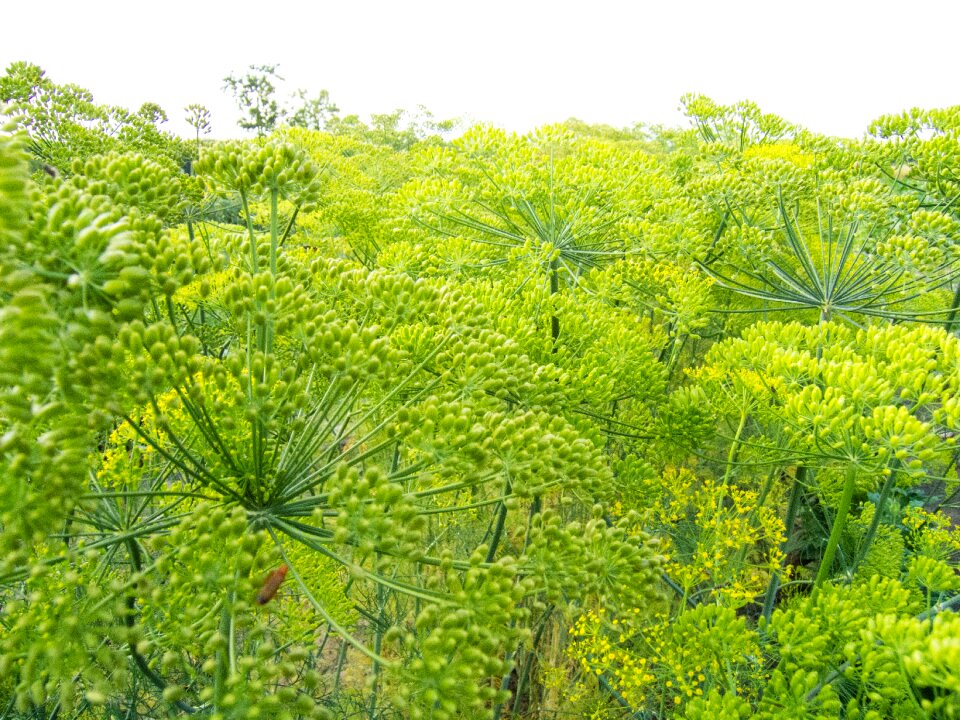 Field agriculture eating