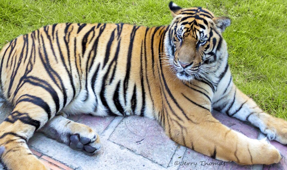 Cat wild animal