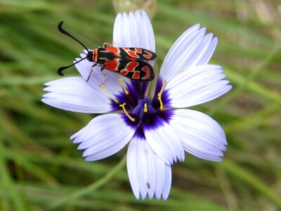 Zygaena fausta gypsy flower beauty