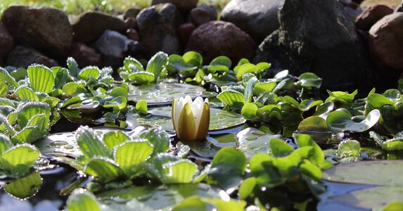 Pond green blossom