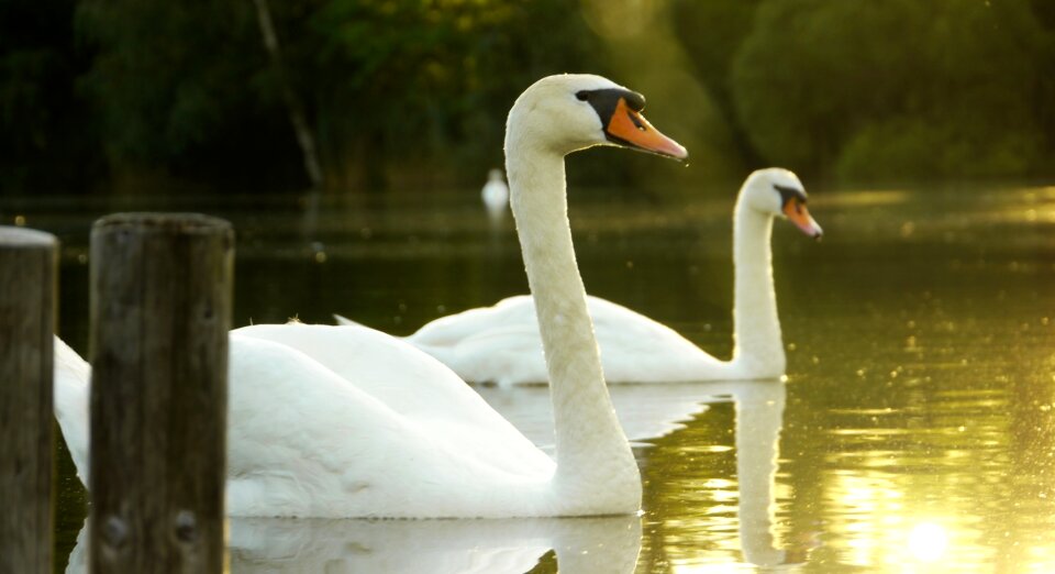 Idyllic spring nature