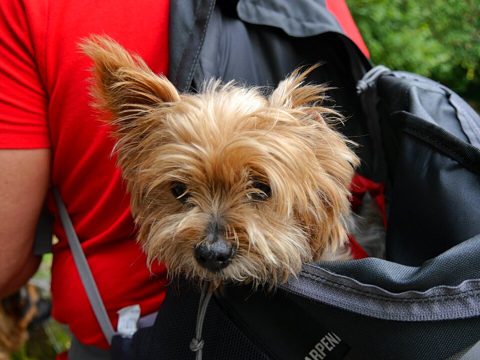 Dog pet terrier