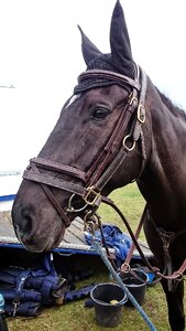 Horse trials cross country
