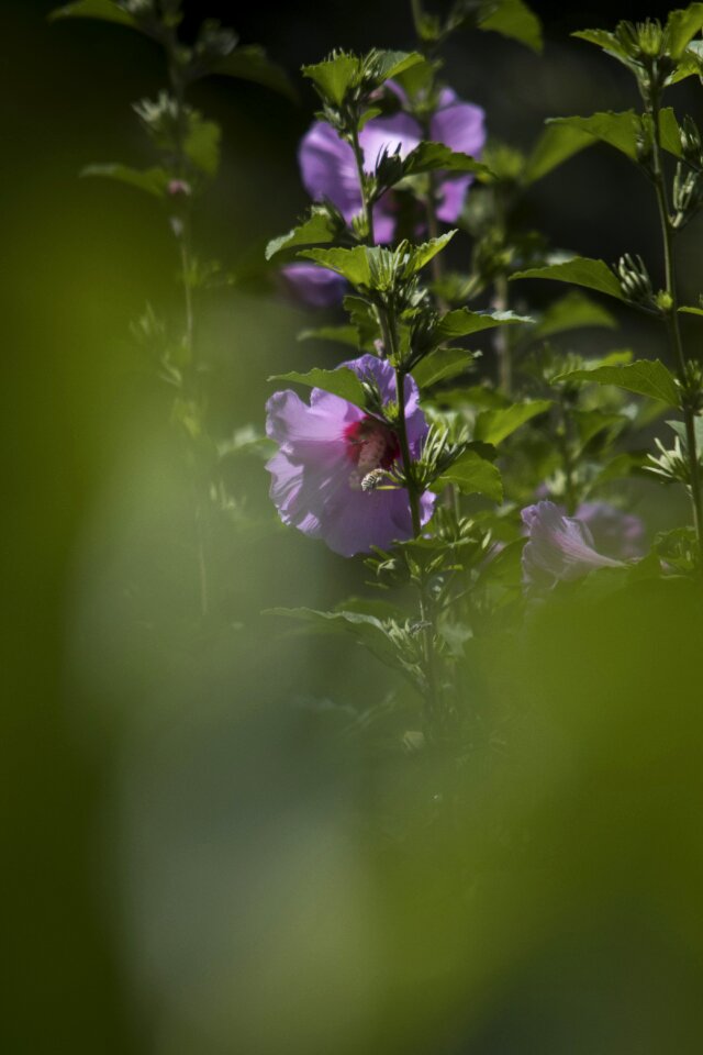 Pink flower color plants