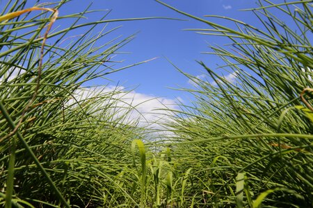 Field food agriculture photo