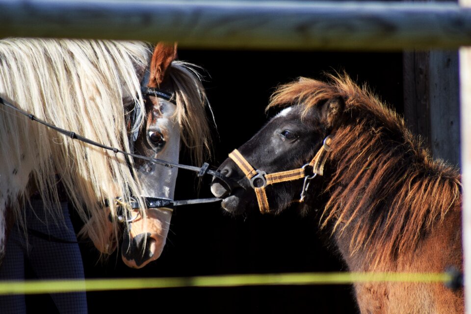 Farm equestrian play
