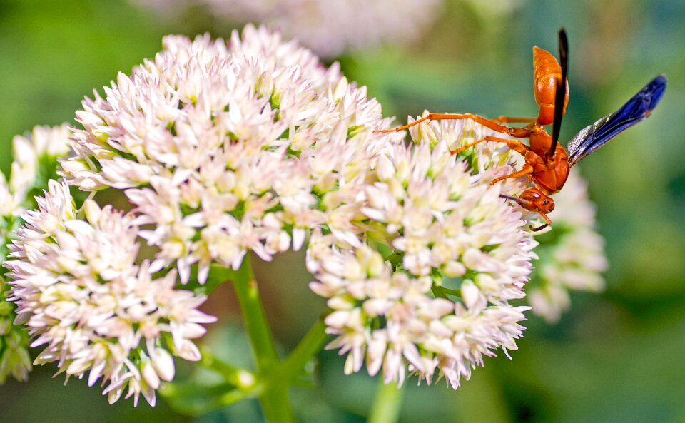 Insect plant outdoor