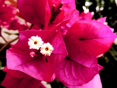 Trinitarian santa rita flowers