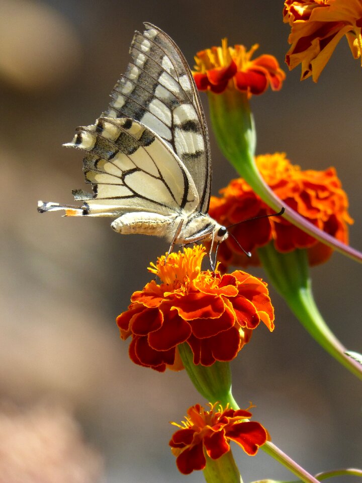 Libar machaon butterfly queen