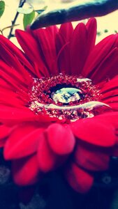 Flower drip red flower