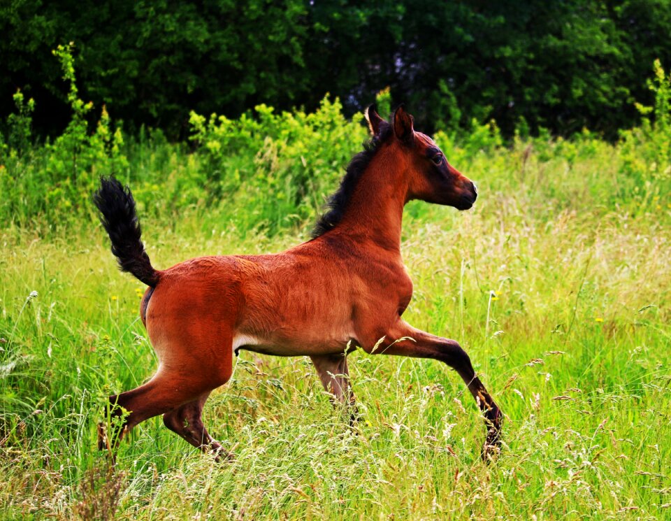 Grass mane thoroughbred arabian