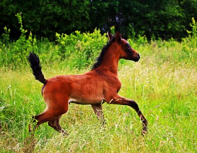 Grass mane thoroughbred arabian photo