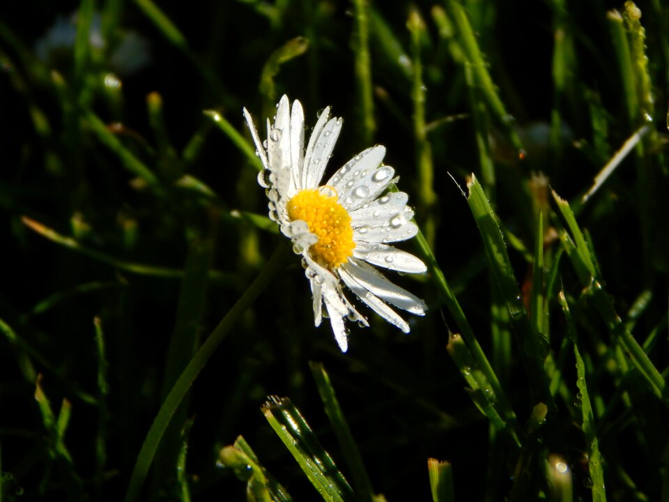 Flowers nature flower meadow