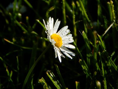 Flowers nature flower meadow